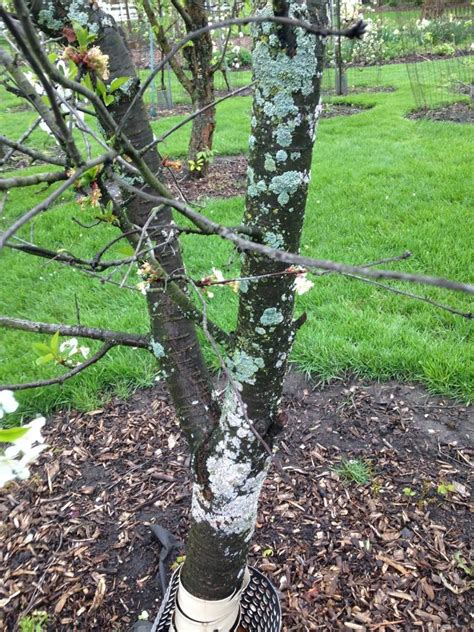 Scale, Fungus, or Lichen on Montmorency Cherry Tree Bark - General ...