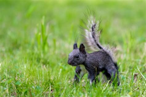 Scientists Figure Out Why There Are Black Squirrels All Over the United States | Live Science