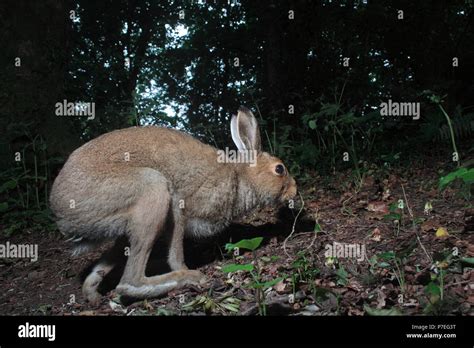 Irish Hare Stock Photo - Alamy