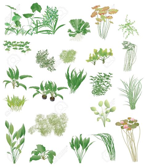 Pond plants clipart - Clipground