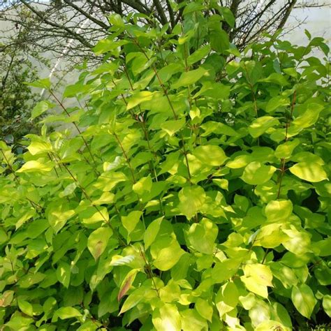 Cornus alba 'Aurea'