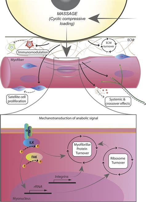 Massage as a Mechanotherapy for Skeletal Muscle : Exercise and Sport Sciences Reviews