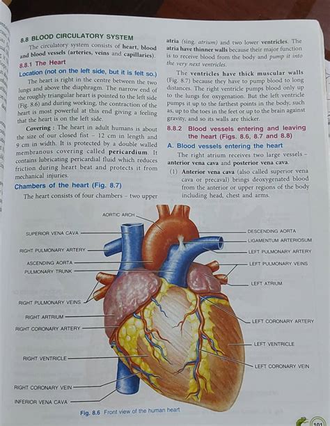 8.8 BLOOD CIRCULATORY SYSTEM The circulatory system consists of heart, bl..