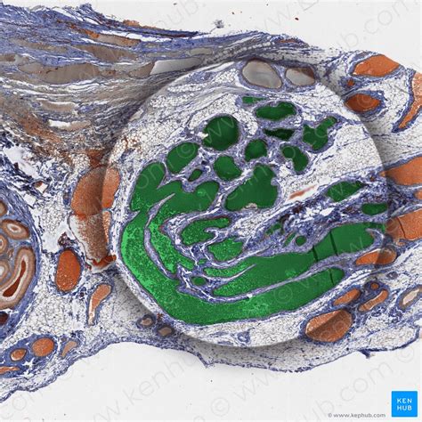 Pampiniform plexus: Anatomy, tributaries, drainage | Kenhub