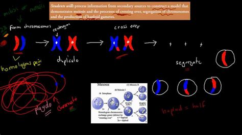 6. Model of gamete formation and meiosis (HSC biology) - YouTube