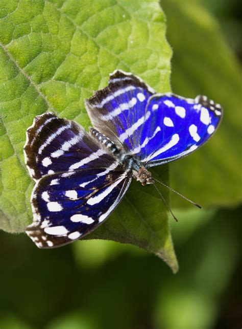 Myscelia cyaniris - Blue Wave Butterfly - Nymphalidae - Lepidoptera ...