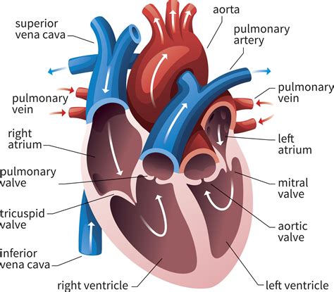 AV and Semilunar Heart Valves