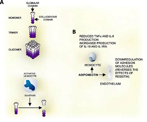 Adiponectin: structure and anti-inflammatory effects. Left ,... | Download Scientific Diagram