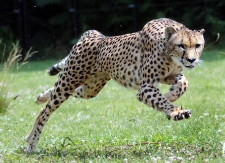 How Fast Can a Cheetah Run