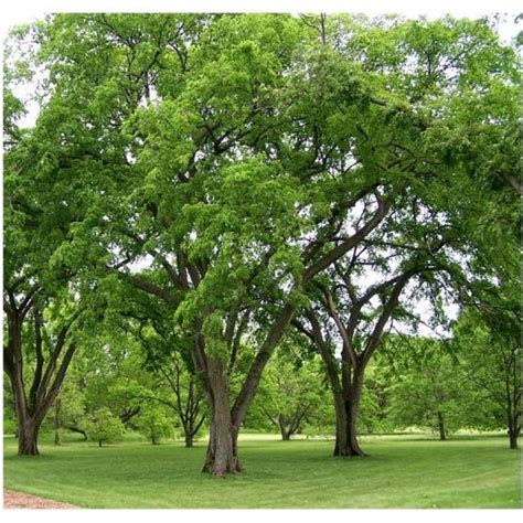 Ulmus americana, American Elm, Zone 3, H: 80-100' S: 60-120' | Elm tree, Fast growing shade ...