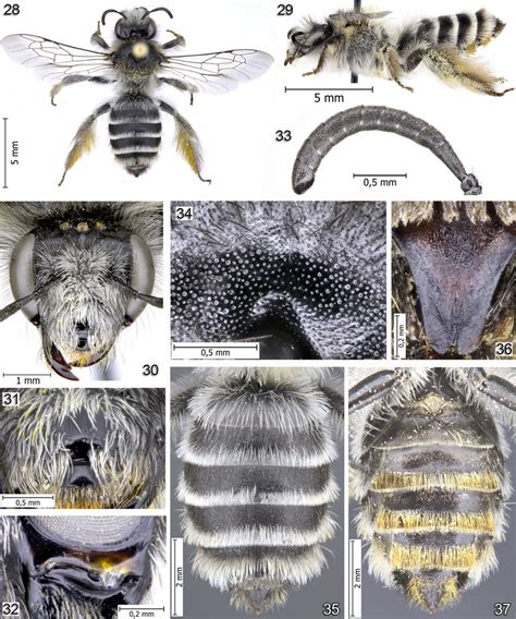 Female of Dasypoda iberica: 28-Female in dorsal view; 29-Female in ...