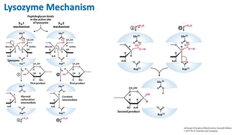 Lysozyme Mechanism | Biochemistry - YouTube