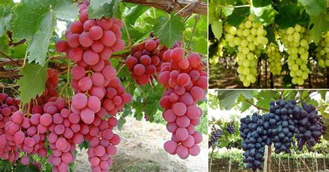 12 of the Best Grape Varieties in India | Different Types of Grapes