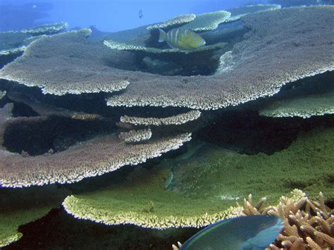 Coral Reefs In South Pacific Get Much-Needed Protection | Here & Now