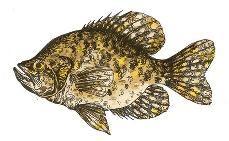 Crappie Drawing at GetDrawings | Free download