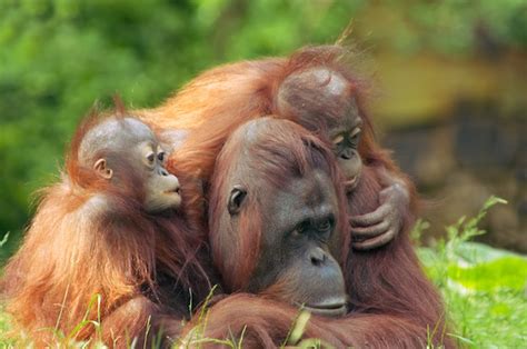 Orangutan Social Structure