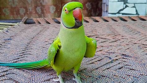 Awesome talking parrot – Artofit