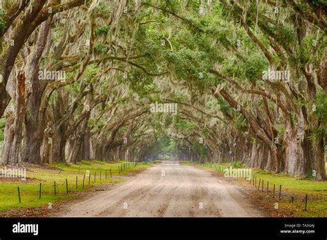 Live Oak trees with spanish moss line a road in Savannah, Georgia Stock Photo - Alamy