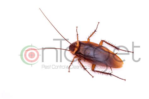 The American Cockroach: The Largest Species of Roach | OnTarget Pest ...