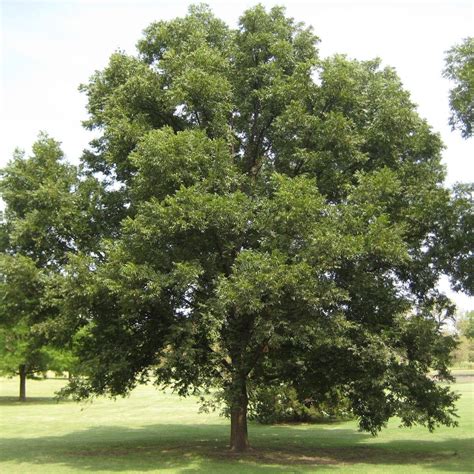 Master Gardeners Pecans: Choosing the state tree of Texas for your backyard | Home And Garden ...