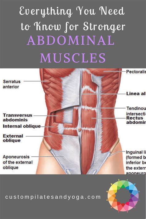 Everything You Need to Know for Stronger Abdominal Muscles | Abdominal ...