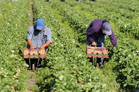 Undocumented farmworkers and the U.S. agribusiness economic model | IATP