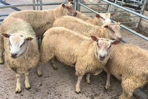 6 Charollais Breeding Ram Lambs | SellMyLivestock - The Online ...