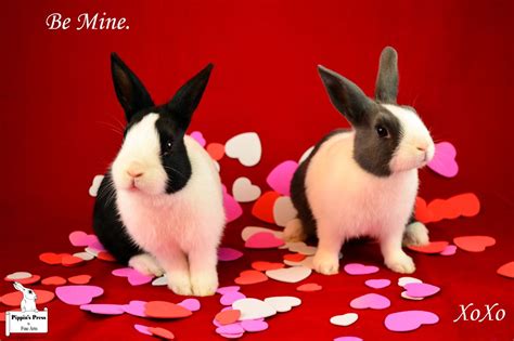 Axel and Abby wishing all the buns a happy Valentine's Day! | Cute bunny, Rabbit, Bunny rabbit