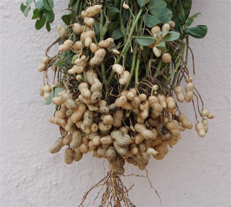 Arachis hypogaea – Enciclopedie.info