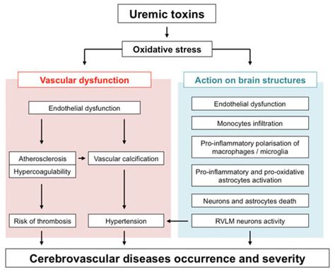 Uremia What Is Uremia