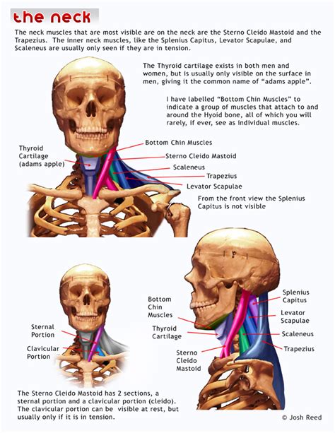 Drawsh: Neck Anatomy