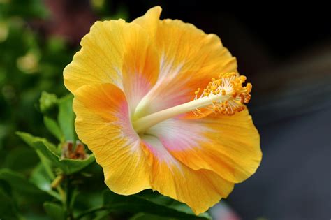 Yellow Hibiscus *** | Yellow hibiscus, Yellow flowers, Flowers