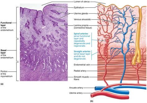 Myometrium Layers