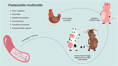 Pasteurella multocida bacterial pathogenic pathway 10386618 Vector Art ...