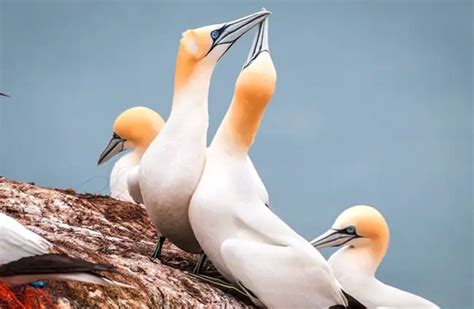 Gannet - Description, Habitat, Image, Diet, and Interesting Facts