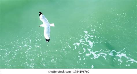 6,153 Seagull Top View Images, Stock Photos & Vectors | Shutterstock