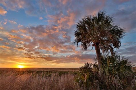 Kissimmee Prairie Preserve State Park In Okeechobee, FL | America's ...