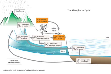 What are the steps of the phosphorus cycle? | Socratic