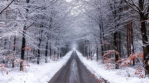 Nature Forest Road With Snow During Winter 4K HD Nature Wallpapers | HD Wallpapers | ID #43453