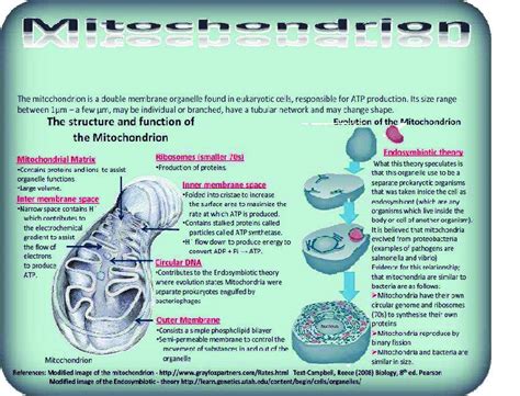 2): The Endosymbiotic Theory and Structure of Mitochondria. | Download Scientific Diagram