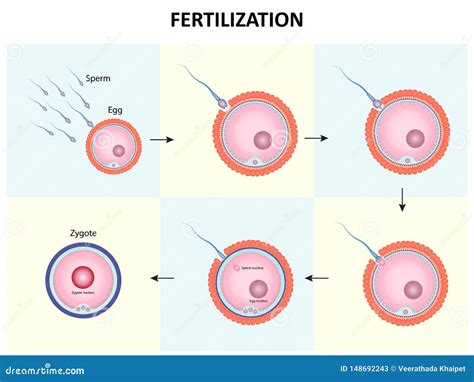 Human Fertilization Process Poster Cartoon Vector | CartoonDealer.com #96397799