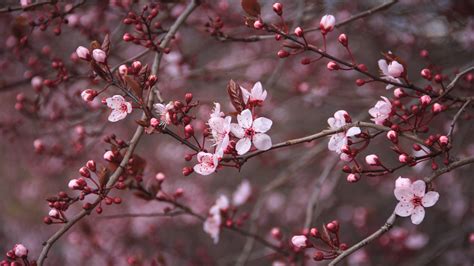 Cherry Blossom Backgrounds (76+ images)