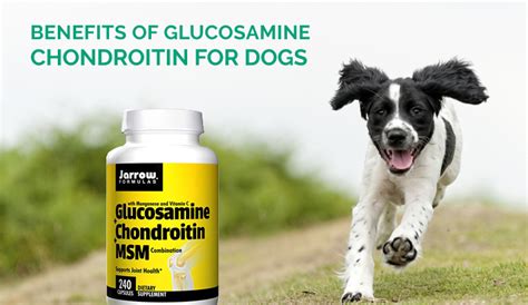 Benefits Of Glucosamine Chondroitin for Dogs | DiscountPetCare