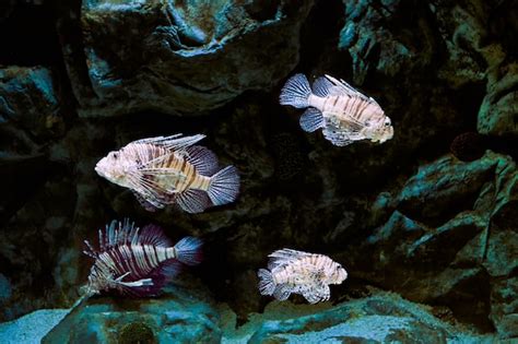 Premium Photo | Venomous fish lionfish deliver their toxins called venom by stabbing causing an ...