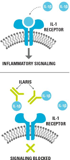 Mechanism of Action (MOA) | ILARIS® (canakinumab)