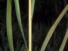 Spartina alterniflora, Smooth Cordgrass – Invasive Species