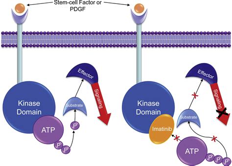 A decade of tyrosine kinase inhibitor therapy: Historical and current perspectives on targeted ...