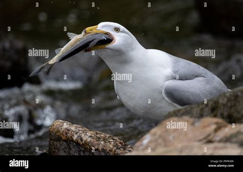 Closeup of a Seagull eating a Fish Stock Photo - Alamy