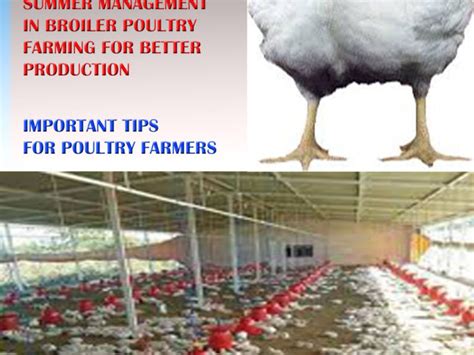 Broiler Farming | Pashudhan praharee