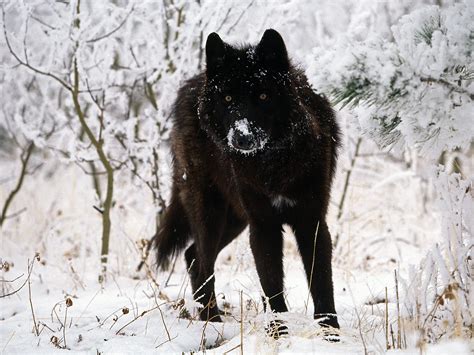 Black Wolf in Snow Facts And Photos | All Wildlife Photographs